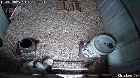 Millar Time Chicken Cam