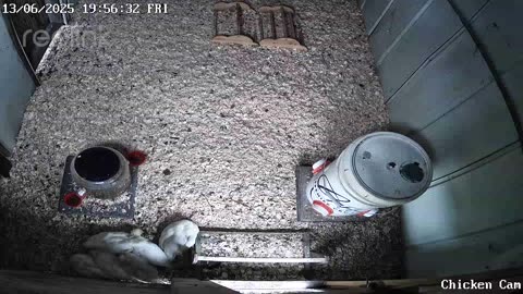 Millar Time Chicken Cam