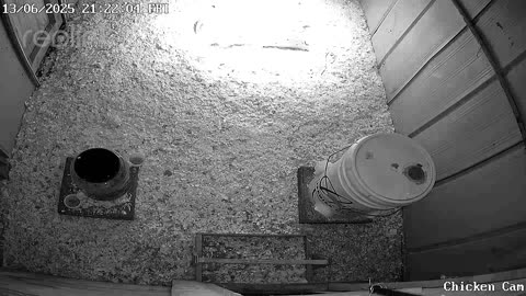 Millar Time Chicken Cam