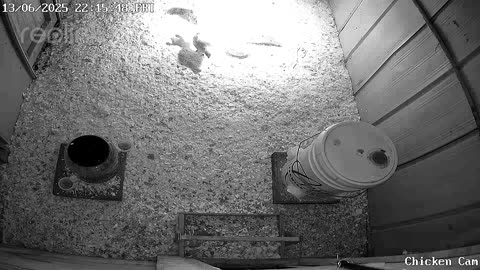 Millar Time Chicken Cam