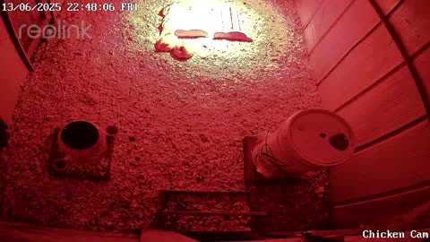 Millar Time Chicken Cam