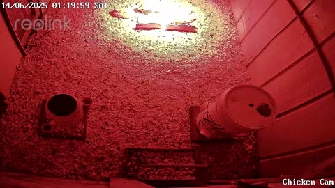 Millar Time Chicken Cam