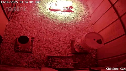 Millar Time Chicken Cam