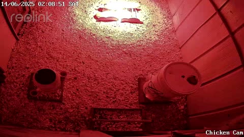 Millar Time Chicken Cam