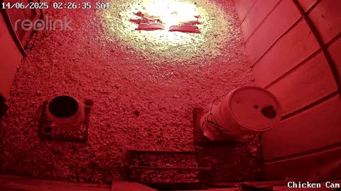 Millar Time Chicken Cam