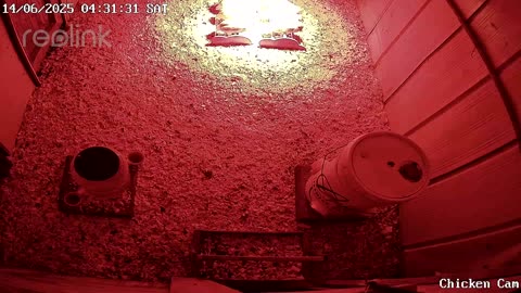 Millar Time Chicken Cam