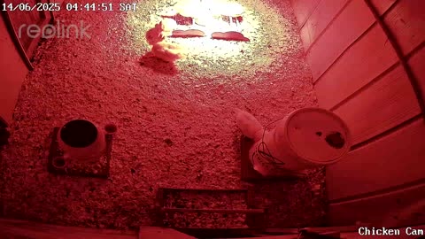 Millar Time Chicken Cam