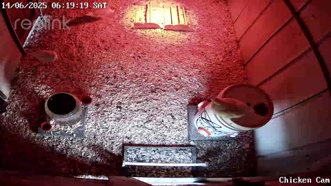 Millar Time Chicken Cam