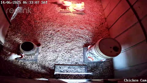 Millar Time Chicken Cam
