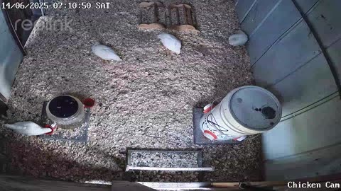 Millar Time Chicken Cam