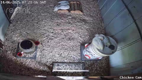 Millar Time Chicken Cam