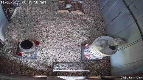 Millar Time Chicken Cam