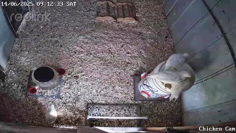 Millar Time Chicken Cam