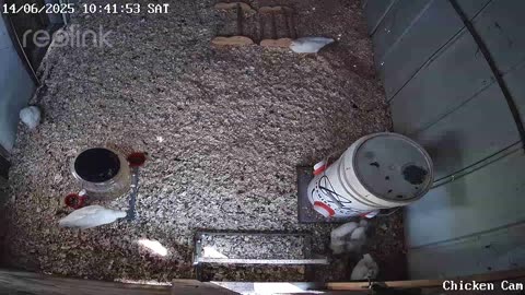 Millar Time Chicken Cam