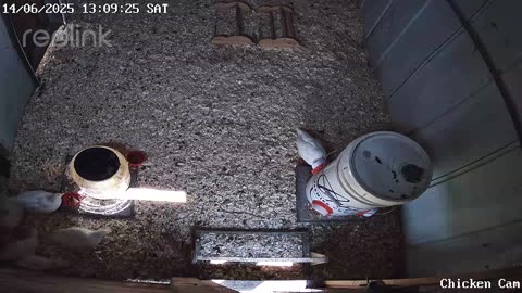 Millar Time Chicken Cam