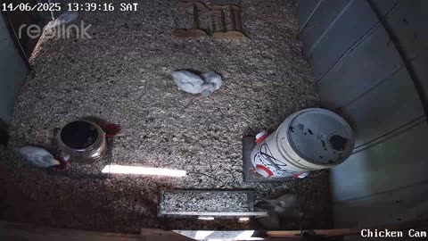 Millar Time Chicken Cam