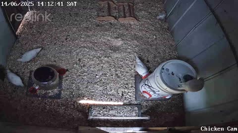 Millar Time Chicken Cam