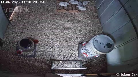 Millar Time Chicken Cam