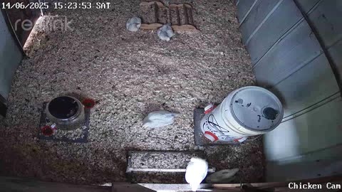 Millar Time Chicken Cam
