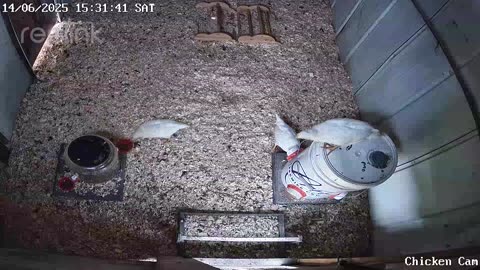 Millar Time Chicken Cam