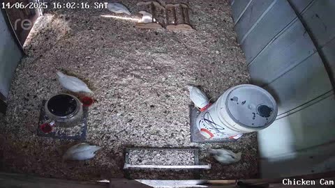 Millar Time Chicken Cam