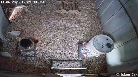 Millar Time Chicken Cam
