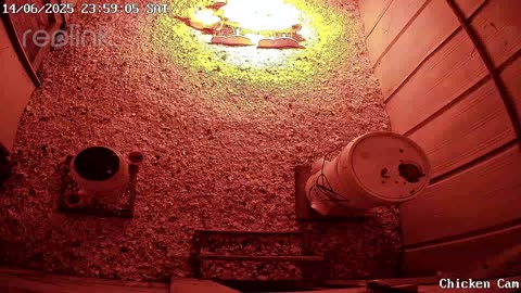 Millar Time Chicken Cam