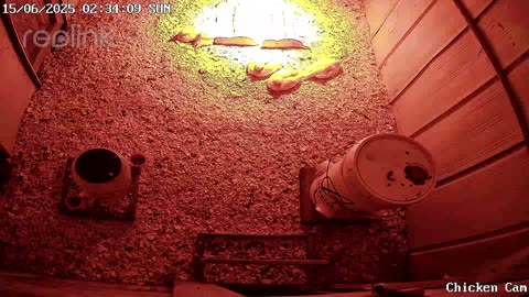 Millar Time Chicken Cam