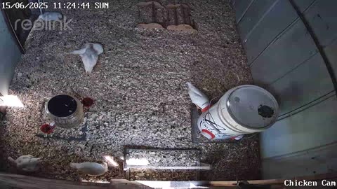 Millar Time Chicken Cam