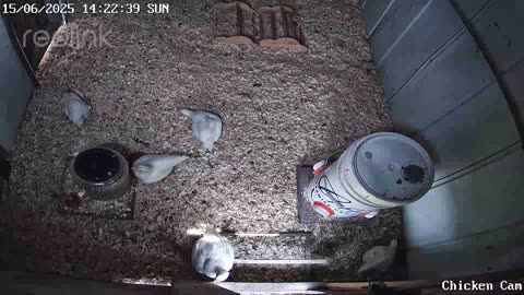 Millar Time Chicken Cam