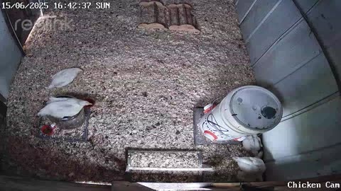 Millar Time Chicken Cam
