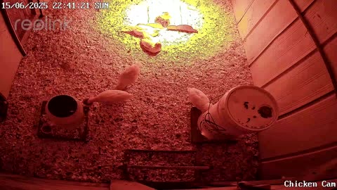 Millar Time Chicken Cam