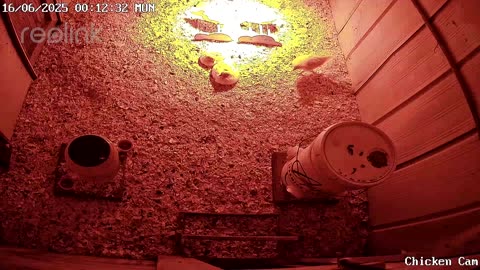 Millar Time Chicken Cam