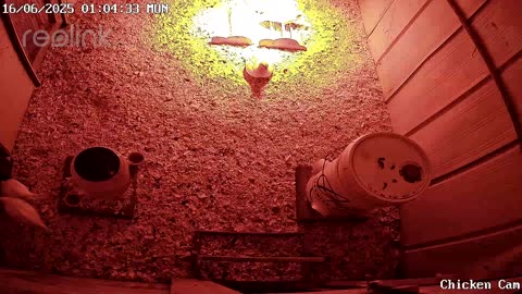 Millar Time Chicken Cam