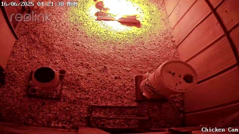 Millar Time Chicken Cam