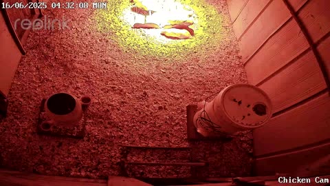 Millar Time Chicken Cam
