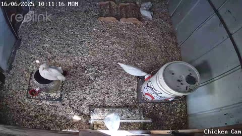 Millar Time Chicken Cam