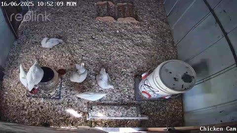 Millar Time Chicken Cam
