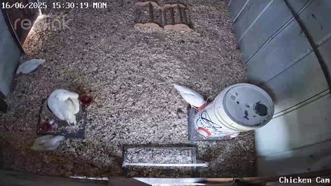 Millar Time Chicken Cam