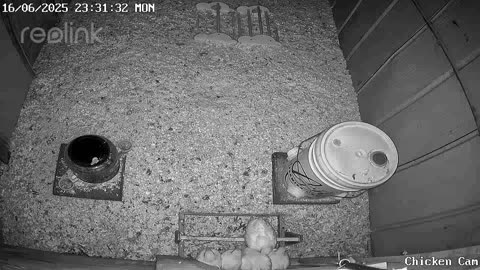 Millar Time Chicken Cam