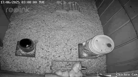 Millar Time Chicken Cam