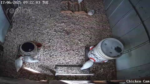Millar Time Chicken Cam