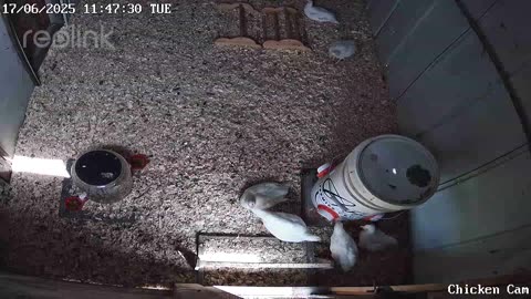 Millar Time Chicken Cam