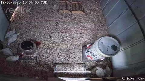 Millar Time Chicken Cam