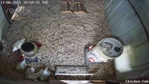 Millar Time Chicken Cam