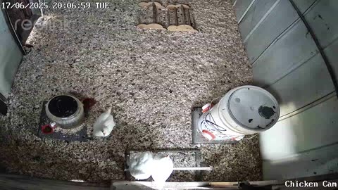 Millar Time Chicken Cam