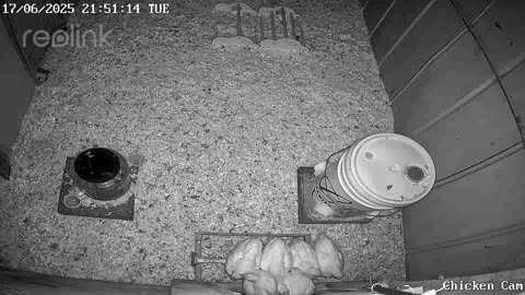 Millar Time Chicken Cam