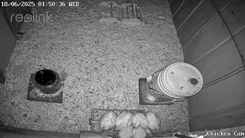 Millar Time Chicken Cam