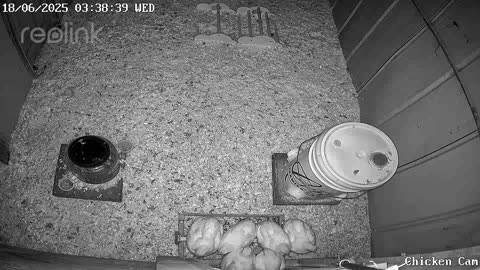 Millar Time Chicken Cam