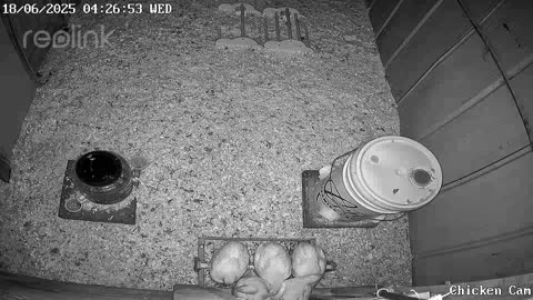 Millar Time Chicken Cam